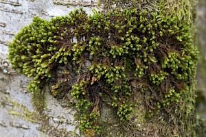 Plenogemma phyllantha Frizzled Pincushion