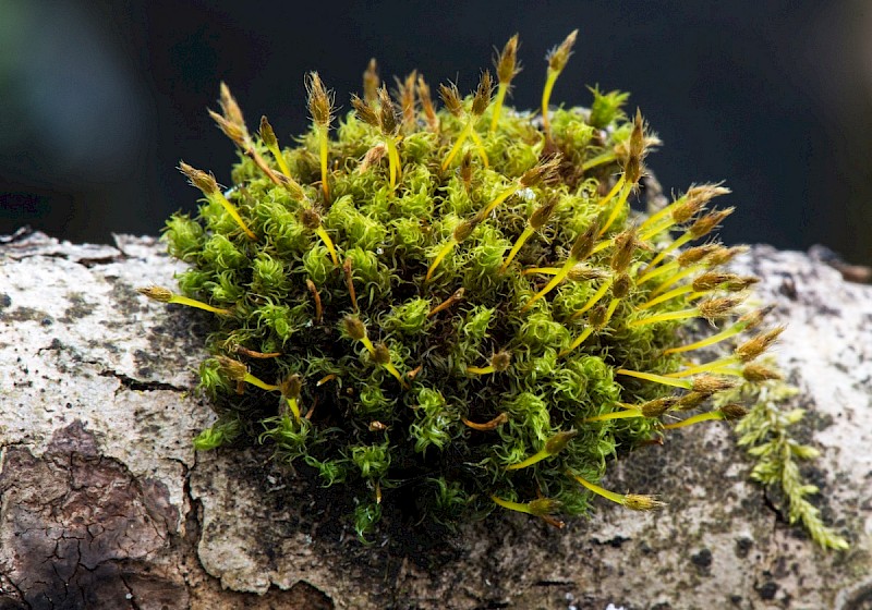 Ulota bruchii - © Charles Hipkin