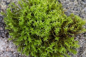 Trichostomum brachydontium Variable Crisp-moss