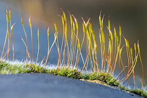 Tortula muralis Wall Screw-moss