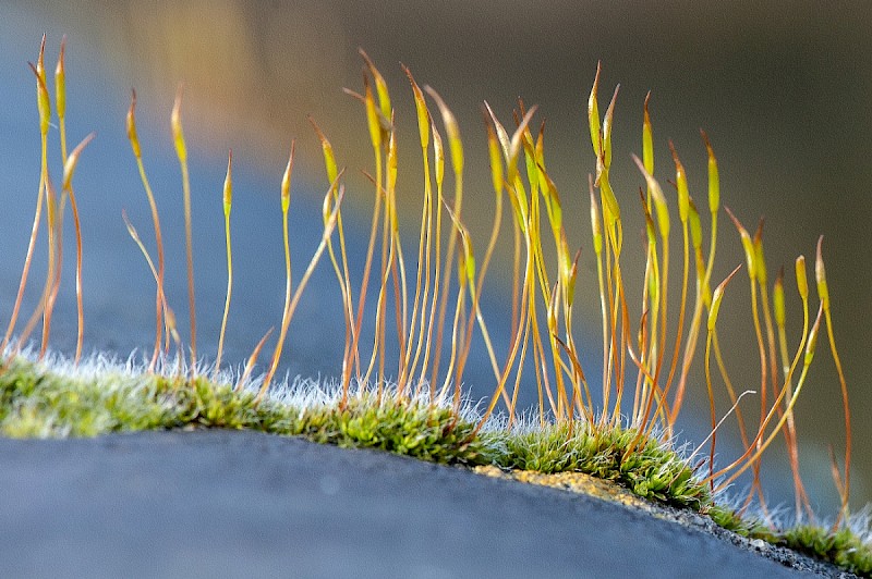 Tortula muralis - © Charles Hipkin