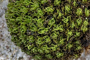 Tortella nitida Neat Crisp-moss