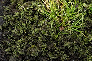 Thamnobryum alopecurum Fox-tail Feather-moss