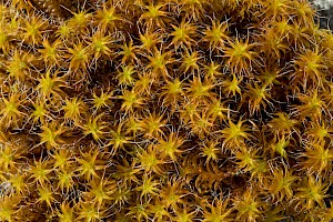 Syntrichia ruraliformis Sand-hill Screw-moss