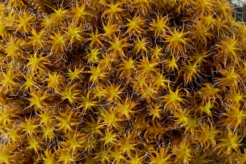 Syntrichia ruraliformis - © Charles Hipkin