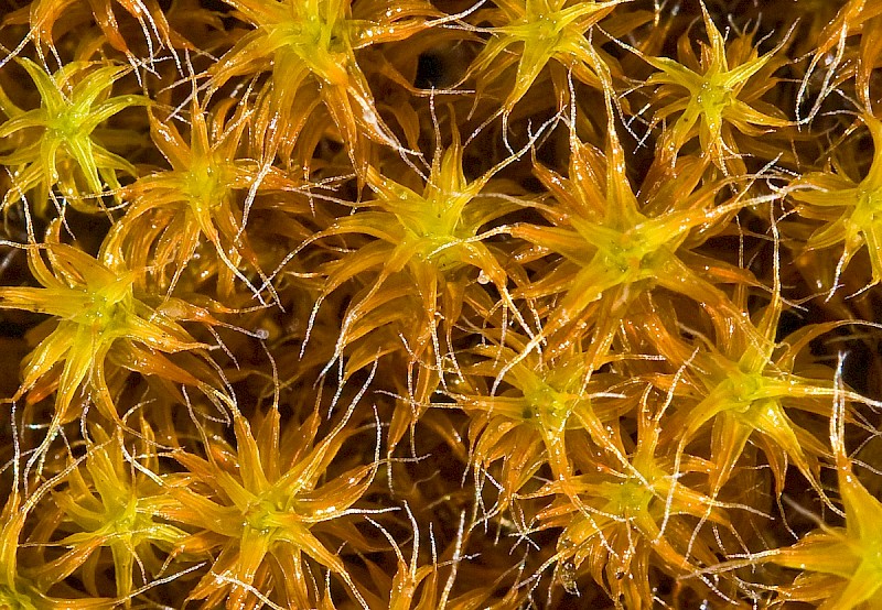 Syntrichia ruraliformis - © Charles Hipkin