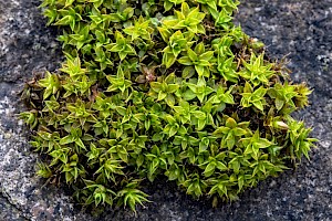 Syntrichia papillosa Marble Screw-moss