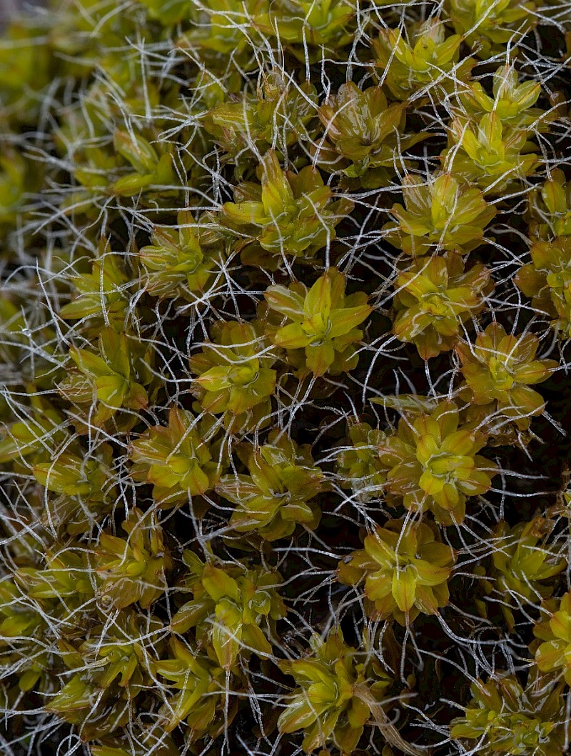 Syntrichia montana - © Charles Hipkin