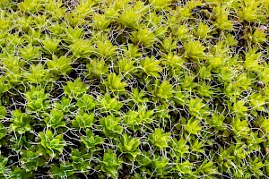 Syntrichia montana Intermediate Screw-moss