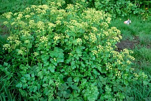 Apiaceae