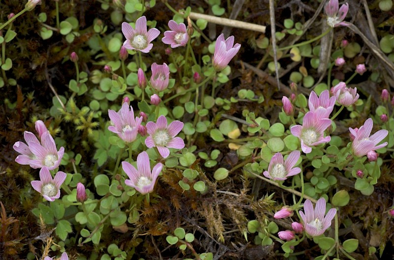 Anagallis tenella - © Charles Hipkin