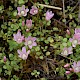 Anagallis tenella