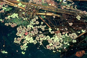 Azollaceae