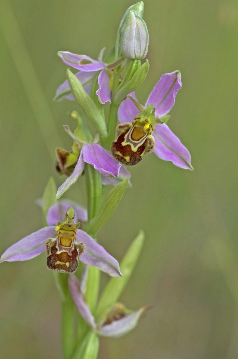 Ophrys apifera - © Charles Hipkin