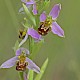 Ophrys apifera