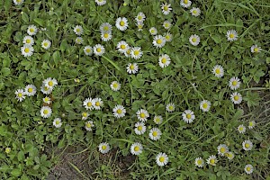 Bellis perennis Daisy