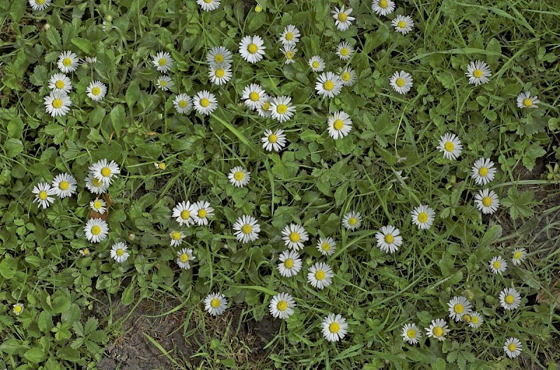 Bellis perennis - © Charles Hipkin