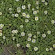 Bellis perennis