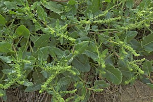 Beta vulgaris subsp. maritima Sea Beet