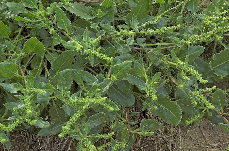 Beta vulgaris subsp. maritima - © Charles Hipkin