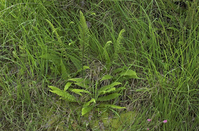 Blechnum spicant - © Charles Hipkin