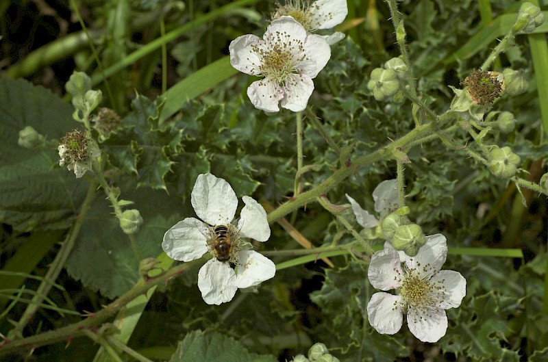 Rubus fruticosus agg. - © Charles Hipkin