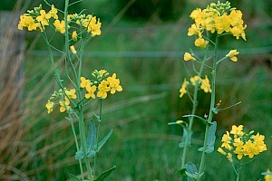 Brassica napus subsp. oleifera Oil-seed Rape