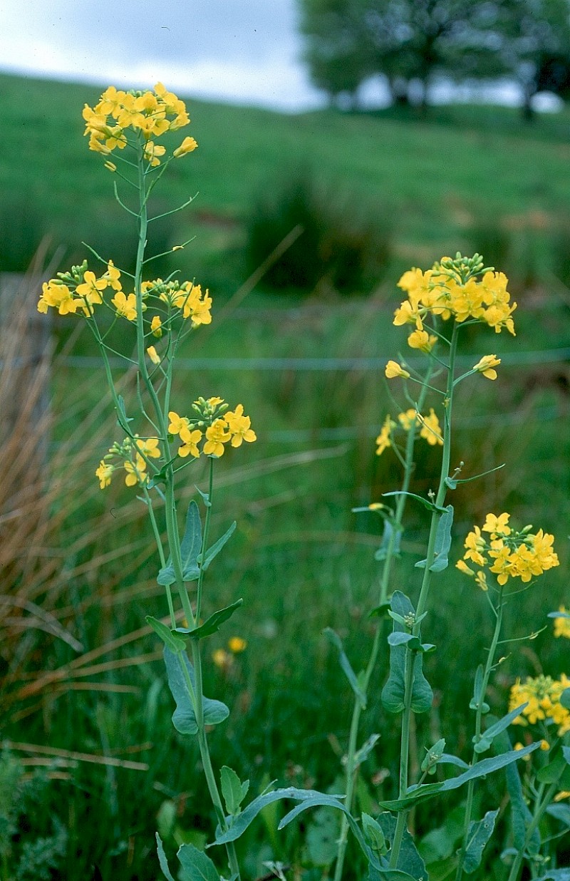 Brassica napus subsp. oleifera - © Charles Hipkin