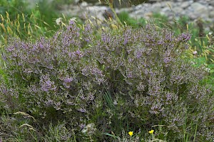 Calluna vulgaris Heather