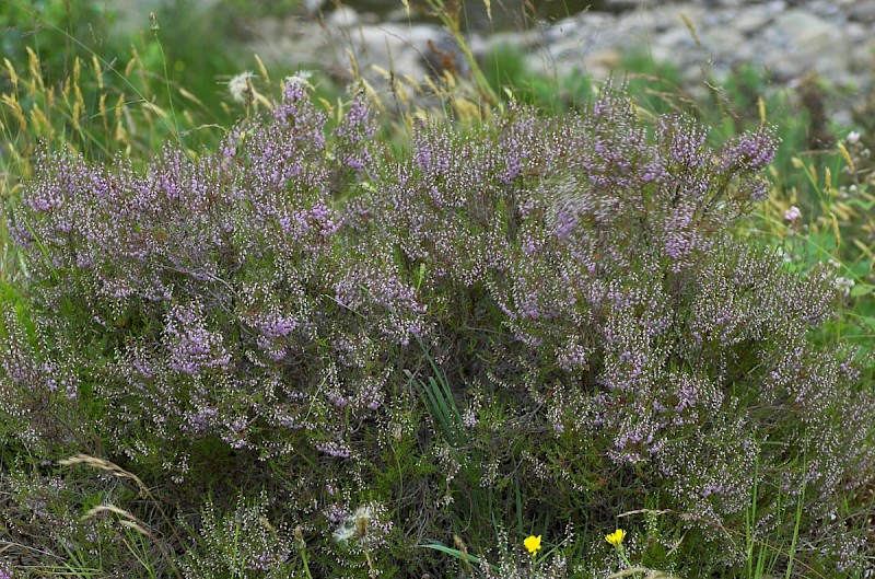 Calluna vulgaris - © Charles Hipkin