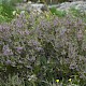 Calluna vulgaris