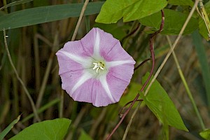 Calystegia pulchra Hairy Bindweed