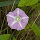 Calystegia pulchra