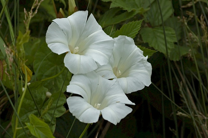 Calystegia sepium subsp. sepium - © Charles Hipkin