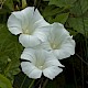 Calystegia sepium subsp. sepium