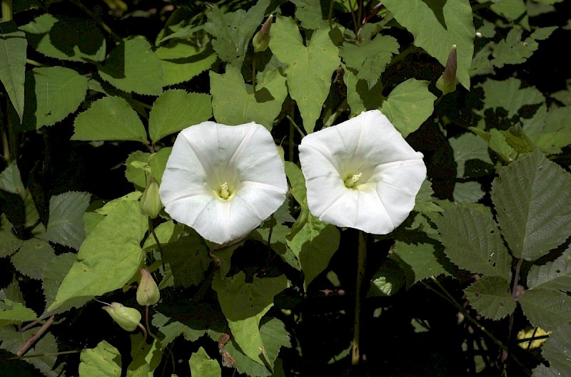 Calystegia sepium subsp. sepium - © Charles Hipkin