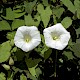 Calystegia sepium subsp. sepium