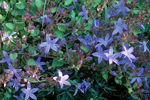 Campanula poscharskyana Trailing Bellflower