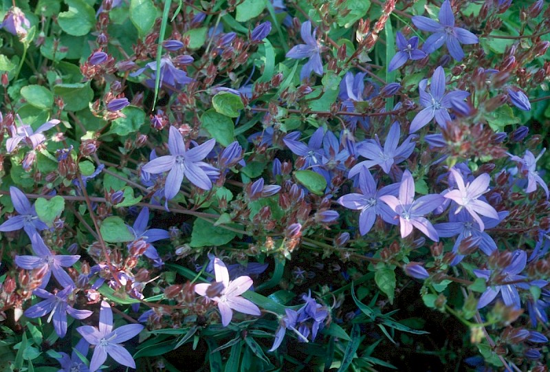 Campanula poscharskyana - © Charles Hipkin