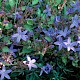 Campanula poscharskyana