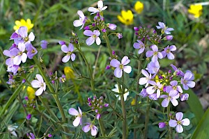 Cardamine pratensis Cuckooflower