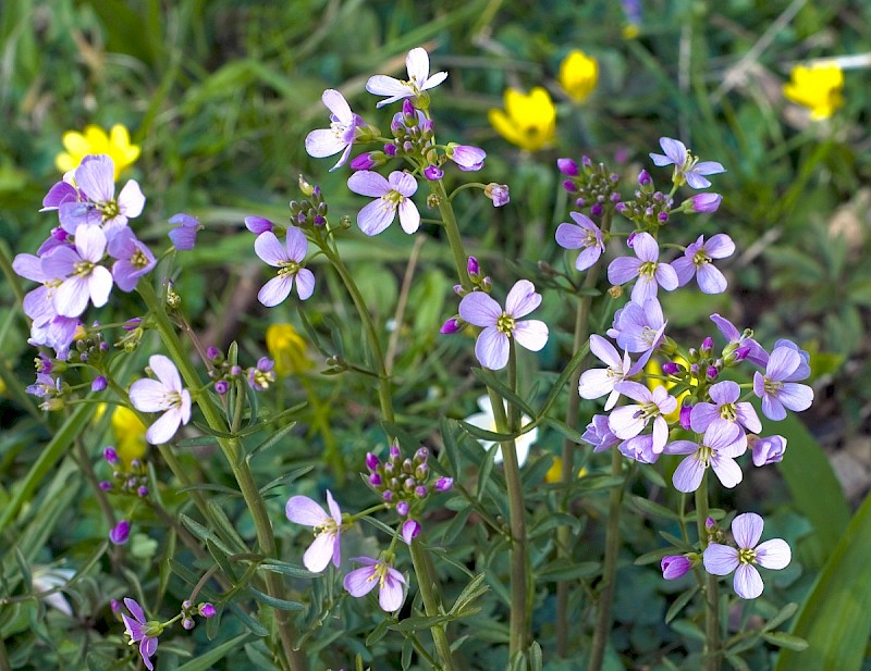 Cardamine pratensis - © Charles Hipkin