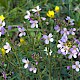 Cardamine pratensis