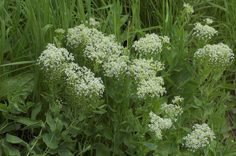 Lepidium draba - © Charles Hipkin