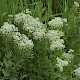 Lepidium draba