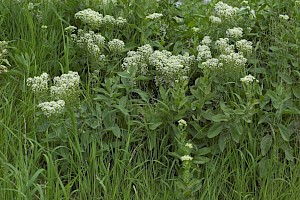 Lepidium draba Hoary Cress