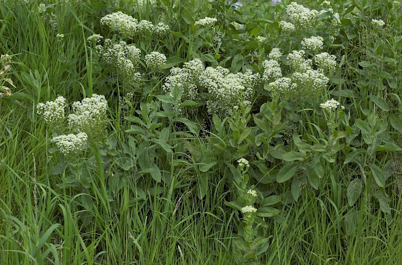 Lepidium draba - © Charles Hipkin