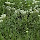 Lepidium draba