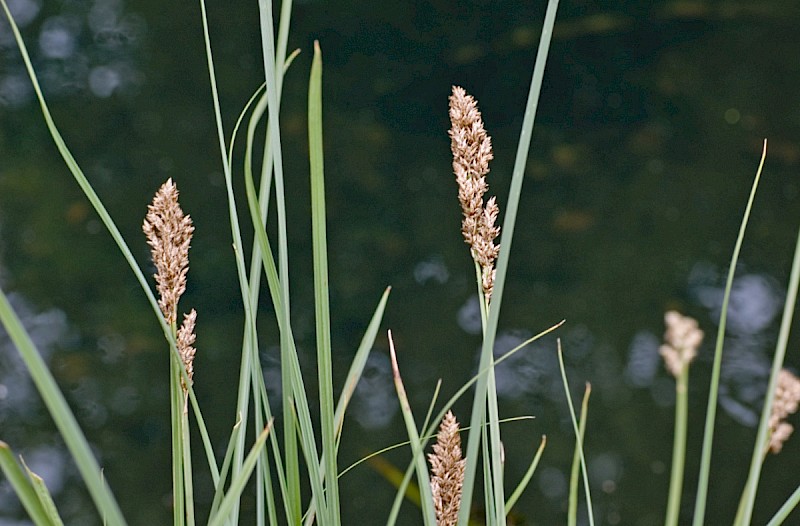 Carex paniculata - © Charles Hipkin