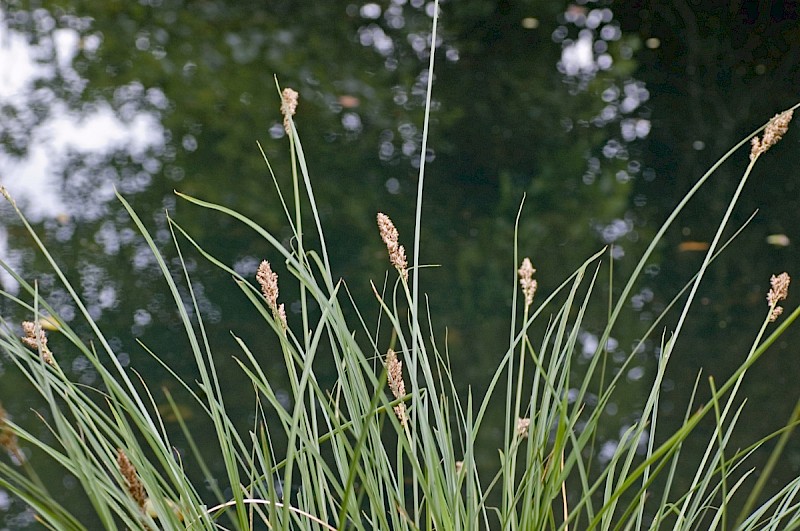 Carex paniculata - © Charles Hipkin